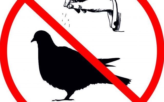 zakaz dokarmiania gołębi we Włoszczowie